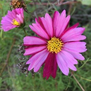 Meet your Posher, Kitty